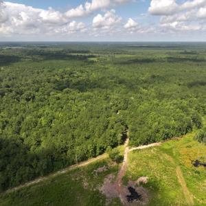 Photo #11 of Off of Lewis Coombs Ln, Trenton, NC 26.8 acres