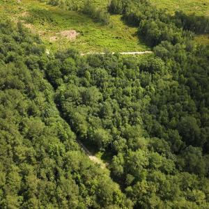 Photo #17 of Off of Lewis Coombs Ln, Trenton, NC 26.8 acres