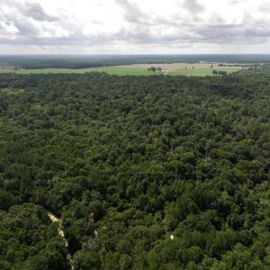 Photo #22 of Off of Lewis Coombs Ln, Trenton, NC 26.8 acres