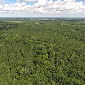 Photo #26 of Off of Lewis Coombs Ln, Trenton, NC 26.8 acres