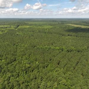 Photo #27 of Off of Lewis Coombs Ln, Trenton, NC 26.8 acres