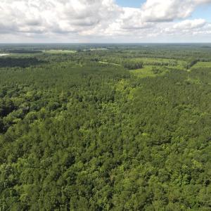 Photo #28 of Off of Lewis Coombs Ln, Trenton, NC 26.8 acres