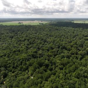 Photo #29 of Off of Lewis Coombs Ln, Trenton, NC 26.8 acres
