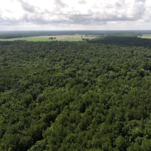 Photo #30 of Off of Lewis Coombs Ln, Trenton, NC 26.8 acres