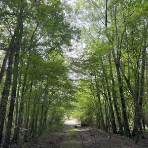 Photo #31 of Off of Lewis Coombs Ln, Trenton, NC 26.8 acres