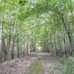 Photo #32 of Off of Lewis Coombs Ln, Trenton, NC 26.8 acres