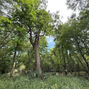 Photo #34 of Off of Lewis Coombs Ln, Trenton, NC 26.8 acres