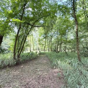 Photo #36 of Off of Lewis Coombs Ln, Trenton, NC 26.8 acres