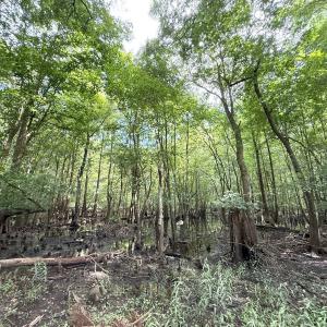 Photo #40 of Off of Lewis Coombs Ln, Trenton, NC 26.8 acres