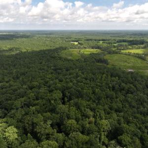 Photo #6 of Off of Lewis Coombs Ln, Trenton, NC 26.8 acres