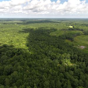 Photo #7 of Off of Lewis Coombs Ln, Trenton, NC 26.8 acres