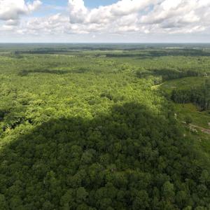 Photo #9 of Off of Lewis Coombs Ln, Trenton, NC 26.8 acres