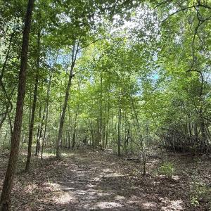 Photo #41 of Off of Lewis Coombs Ln, Trenton, NC 26.8 acres