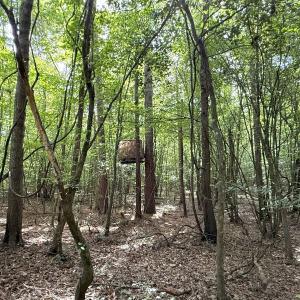 Photo #42 of Off of Lewis Coombs Ln, Trenton, NC 26.8 acres