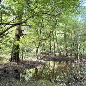 Photo #44 of Off of Lewis Coombs Ln, Trenton, NC 26.8 acres