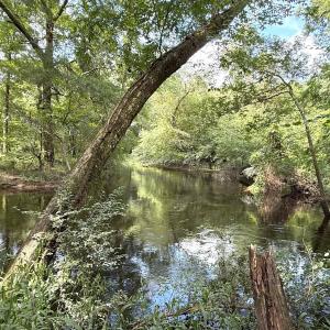 Photo #46 of Off of Lewis Coombs Ln, Trenton, NC 26.8 acres