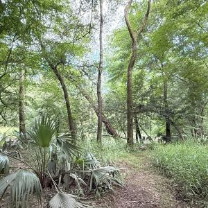 Photo #47 of Off of Lewis Coombs Ln, Trenton, NC 26.8 acres