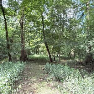 Photo #48 of Off of Lewis Coombs Ln, Trenton, NC 26.8 acres