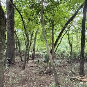 Photo #52 of Off of Lewis Coombs Ln, Trenton, NC 26.8 acres