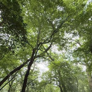 Photo #53 of Off of Lewis Coombs Ln, Trenton, NC 26.8 acres
