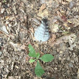 Photo #55 of Off of Lewis Coombs Ln, Trenton, NC 26.8 acres