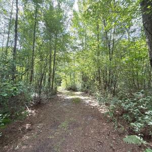 Photo #58 of Off of Lewis Coombs Ln, Trenton, NC 26.8 acres