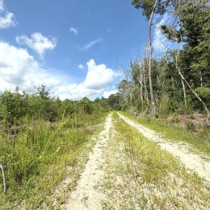 Photo #69 of Off of Lewis Coombs Ln, Trenton, NC 26.8 acres