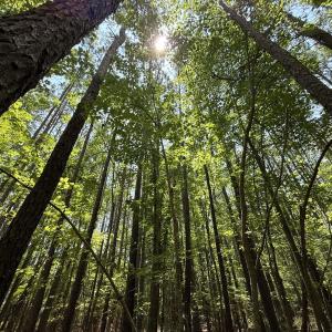 Photo #28 of Off Carolina Shores , Bath, NC 5.9 acres