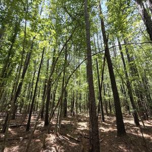 Photo #29 of Off Carolina Shores , Bath, NC 5.9 acres