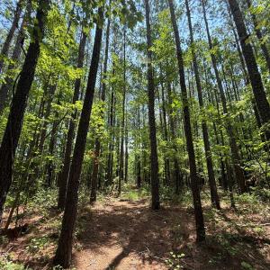 Photo #30 of Off Carolina Shores , Bath, NC 5.9 acres