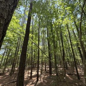 Photo #31 of Off Carolina Shores , Bath, NC 5.9 acres