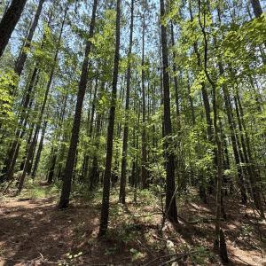 Photo #32 of Off Carolina Shores , Bath, NC 5.9 acres