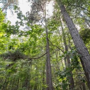 Photo #27 of Off Stone Drive, Roxboro, NC 40.8 acres