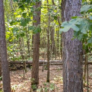 Photo #28 of Off Stone Drive, Roxboro, NC 40.8 acres