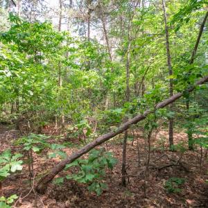 Photo #30 of Off Stone Drive, Roxboro, NC 40.8 acres