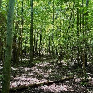 Photo #36 of Off Stone Drive, Roxboro, NC 40.8 acres