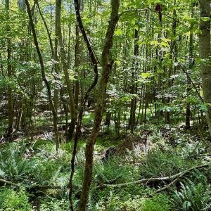Photo #37 of Off Stone Drive, Roxboro, NC 40.8 acres