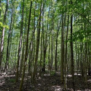 Photo #38 of Off Stone Drive, Roxboro, NC 40.8 acres