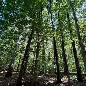 Photo #39 of Off Stone Drive, Roxboro, NC 40.8 acres