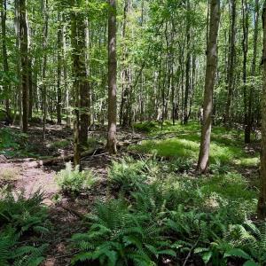 Photo #40 of Off Stone Drive, Roxboro, NC 40.8 acres