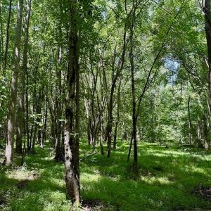 Photo #44 of Off Stone Drive, Roxboro, NC 40.8 acres