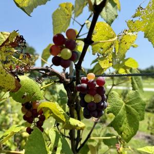 Photo #82 of 1020 Albrittons Road, Kinston, NC 33.0 acres