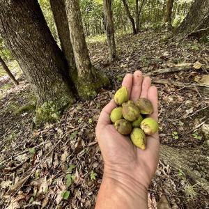 Photo #12 of Off Stewartsville Rd , Vinton, VA 17.5 acres