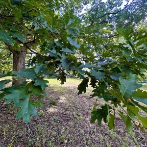 Photo #23 of Off Stewartsville Rd , Vinton, VA 17.5 acres