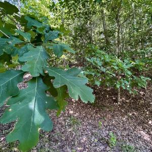 Photo #42 of Off Stewartsville Rd , Vinton, VA 17.5 acres
