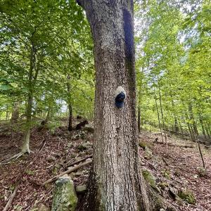 Photo #43 of Off Stewartsville Rd , Vinton, VA 17.5 acres