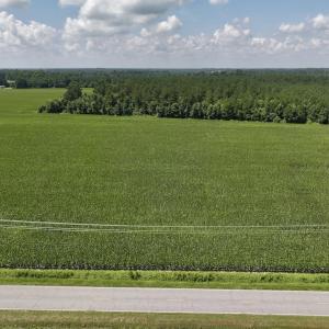 Photo #17 of 01 Vandiford Thomas Road, Snow Hill, NC 10.9 acres