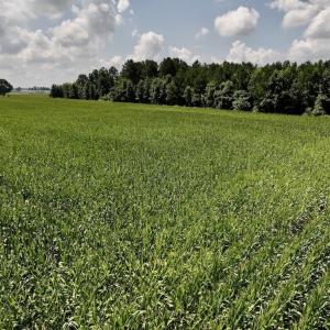 Photo #19 of 01 Vandiford Thomas Road, Snow Hill, NC 10.9 acres