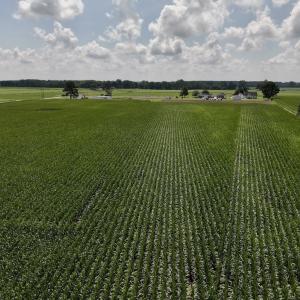 Photo #21 of 01 Vandiford Thomas Road, Snow Hill, NC 10.9 acres