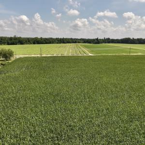 Photo #22 of 01 Vandiford Thomas Road, Snow Hill, NC 10.9 acres